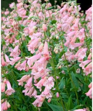Perfectly Penstemon Collection
