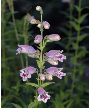 Penstemon Pearly Collection