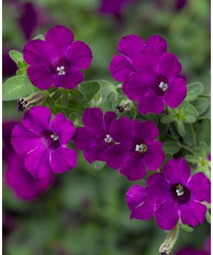 Petunia Itsy Purple