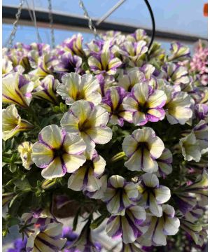 Bouncy and Bubbly Petunia Collection