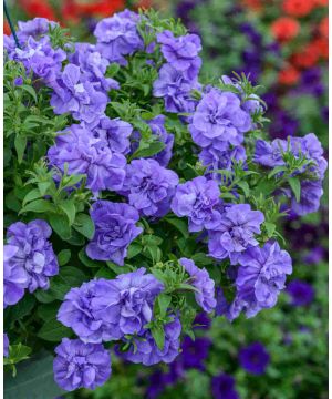 Pirouetteing Double Petunia Tumbelina Collection