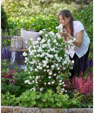 Philadelphus 'Pearls of Pefume'