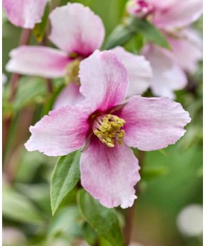 Philadelphus Petite 'Perfume Pink'