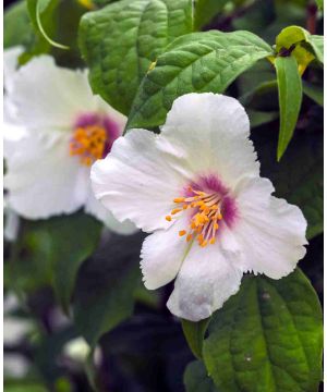 Philadelphus x lemoinei 'Belle Etoile'