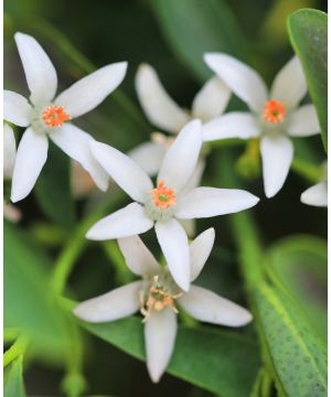 Philotheca Myoporoides Flower Girl White