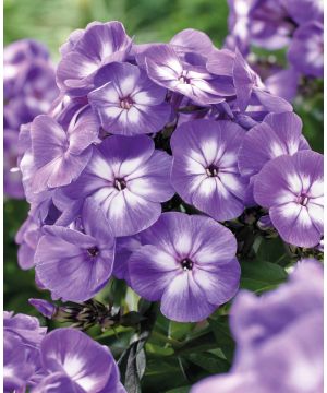 Fabulous and Fragrant Phlox Collection