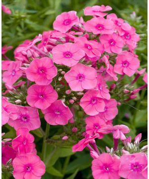 Phlox x arendsii Pink Attraction