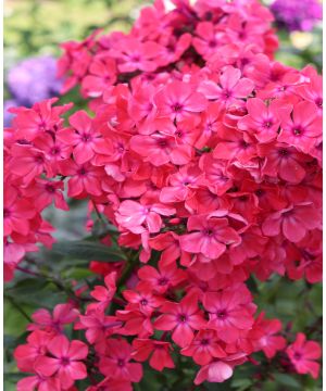 Phlox Fragrant Collection 5 x br (1 of each)