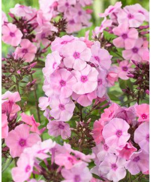 Phlox paniculata 'Sweet Summer Fragrance'