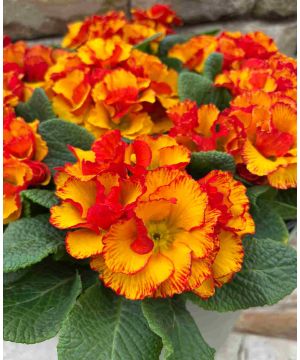 Primula aucalis 'Chinese New Year'