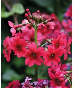 Primula japonica Millers Crimson