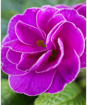 Primula rubens 'Purple'
