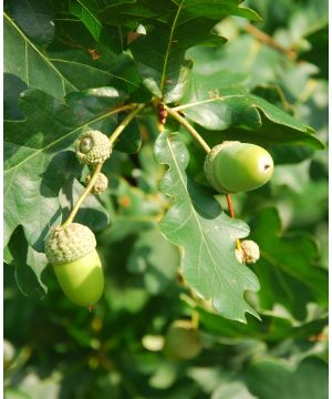 Quercus robur (native)