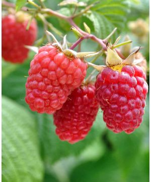 Raspberry idaeus Glen Moy