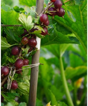 Ribes uva-crispa Hinnonmaki Red