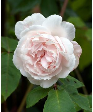 Rosa Madame Alfred Carriere