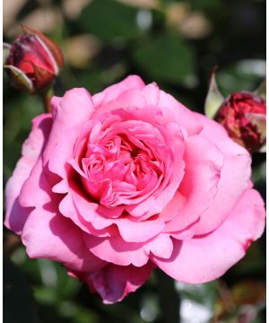 Rose Timeless Pink