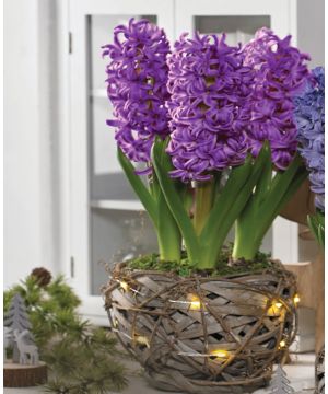 Illuminated Rustic Basket Hyacinth Purple Passion