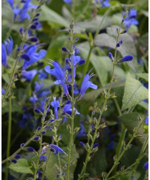 Salvia sagittata Blue Butterflies