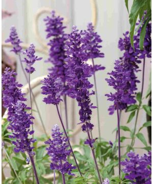 Salvia farinacea Violet 