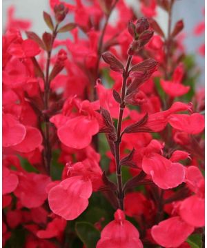 Esteemed Salvia Collection ( 1 of each ) 3 x YP