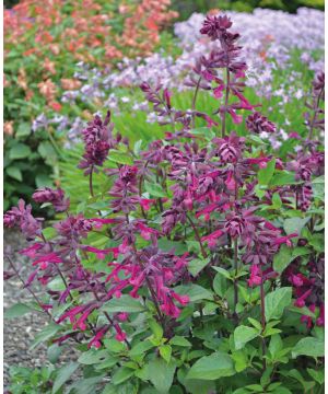 Salvia Love and Wishes