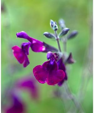 Salvia x jamensis Nachtvlinder