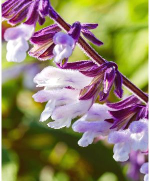 Salvia Phyllis Fancy young plant