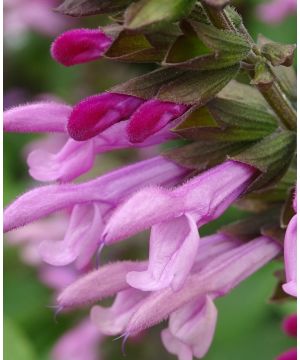 Salvia Pink Amistad
