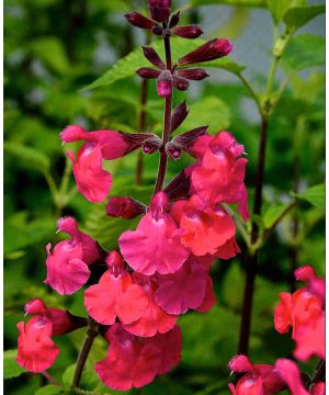 Salvia microphylla Pink Pong