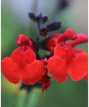 Salvia Royal Bumble