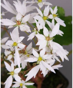 Saxifraga cortusifolia var. Yuki