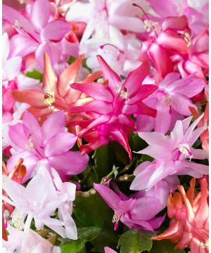 Cascading Christmas Cactus