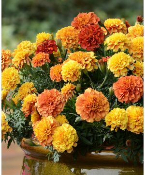 Tagetes African Strawberry Blonde 