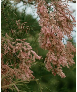 Tamarix ramosissima Pink Cascade