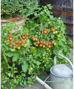 Tomato Losetto with watering can of Tomato Feed with added rootgrow