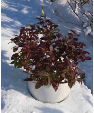 Trachelospermum jasminoides Winter Ruby