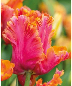 Ebullient Tulipa Collection
