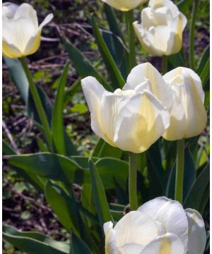 Tulipa 'Angel's Wish'