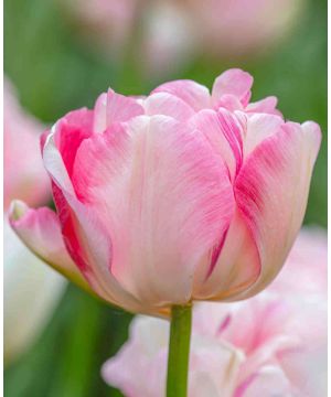 Tulipa 'Angelique'