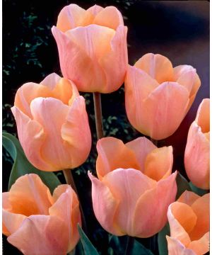 Tulip Peach Melba Single Early Collection