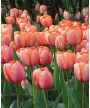 Tulip Darwin Pinks Collection