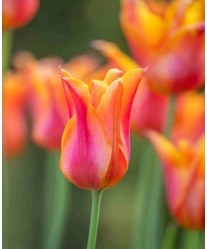 Lavish Lily-flowered Tulip Collection 