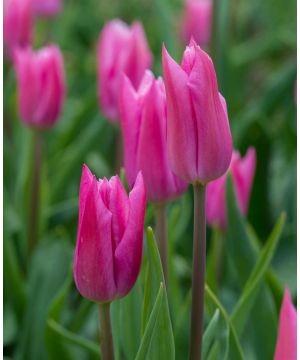 Tulipa 'China Pink'