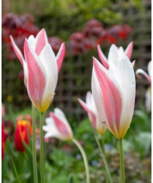 Tulip clusiana 'Lady Jane'
