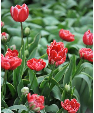 Tulipa 'Dazzling Sensation'