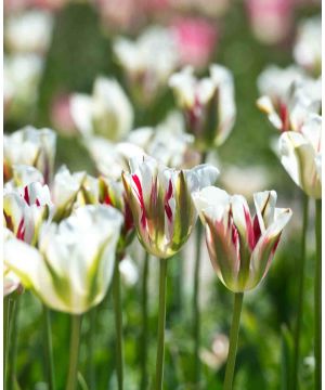 Lasting Viridiflora Tulip Collection 