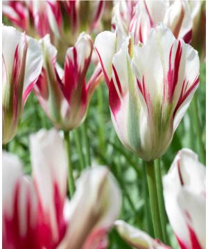 Tulip Flaming Spring Green
