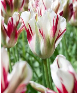 Tulipa 'Flaming Spring Green'