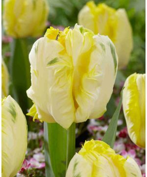 Tulipa 'Gold Parrot'